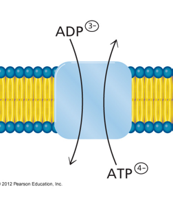 <p>ANTIPORTER</p><ul><li><p>transports newly synth ATP —&gt; cytosol</p></li><li><p>Transports ADP (after ATP used) —&gt; matrix</p></li></ul><p></p>