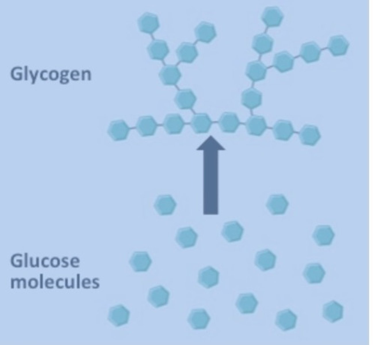 <p>Dehydration Synthesis</p>