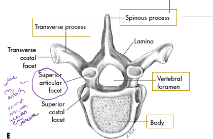 <p>what vertebrae is this</p>
