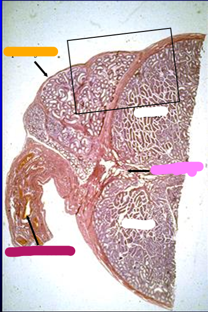 <p>Identify the cut:</p><p>Identify the structure:</p><p>Specie:</p><p>Stain used:</p><p>Orange:</p><p>White:</p><p>Pink:</p><p>Magenta:</p>