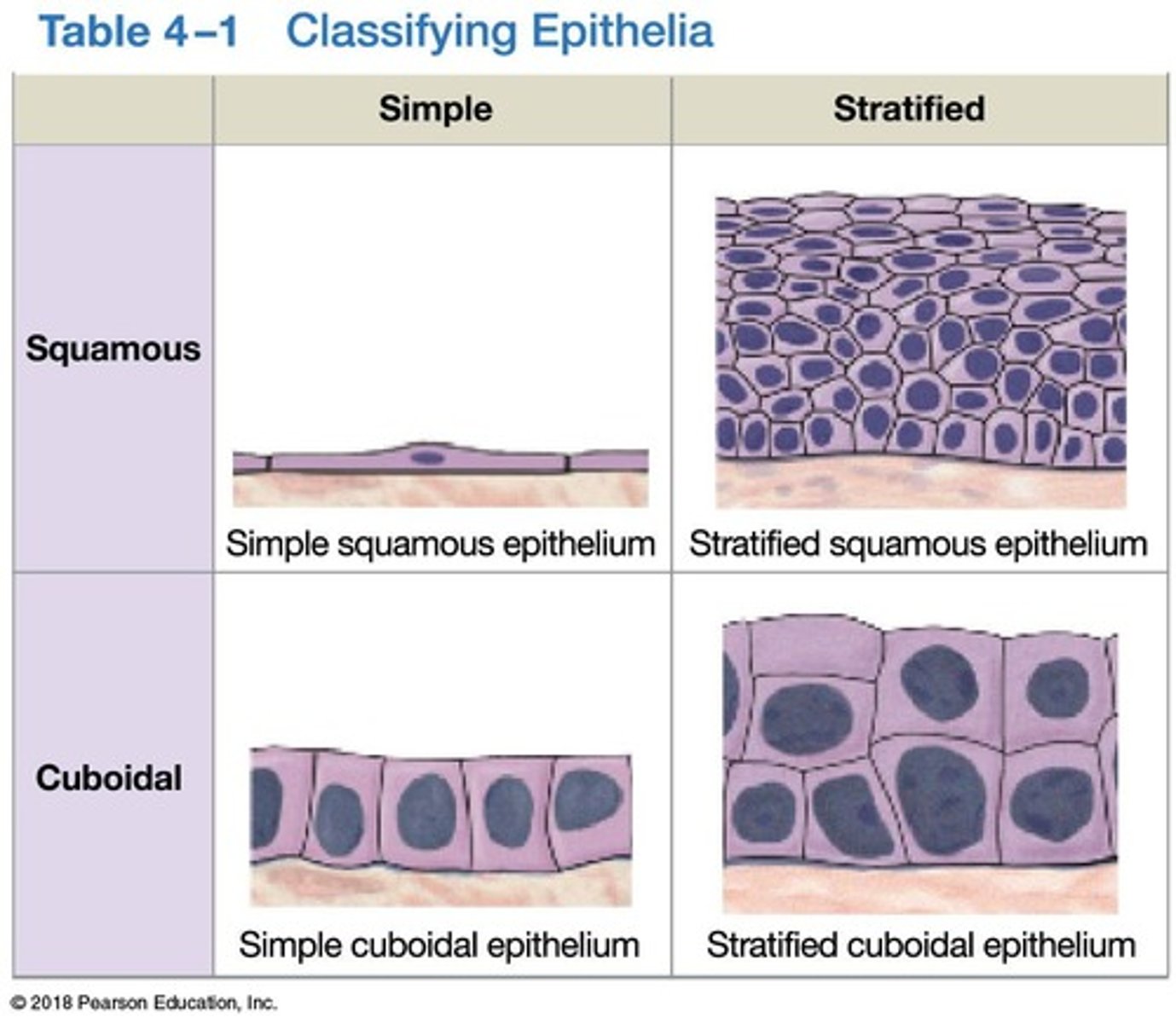 <p>Squamous (thin and flat), Cuboidal (square shaped), Columnar (tall, slender rectangles).</p>