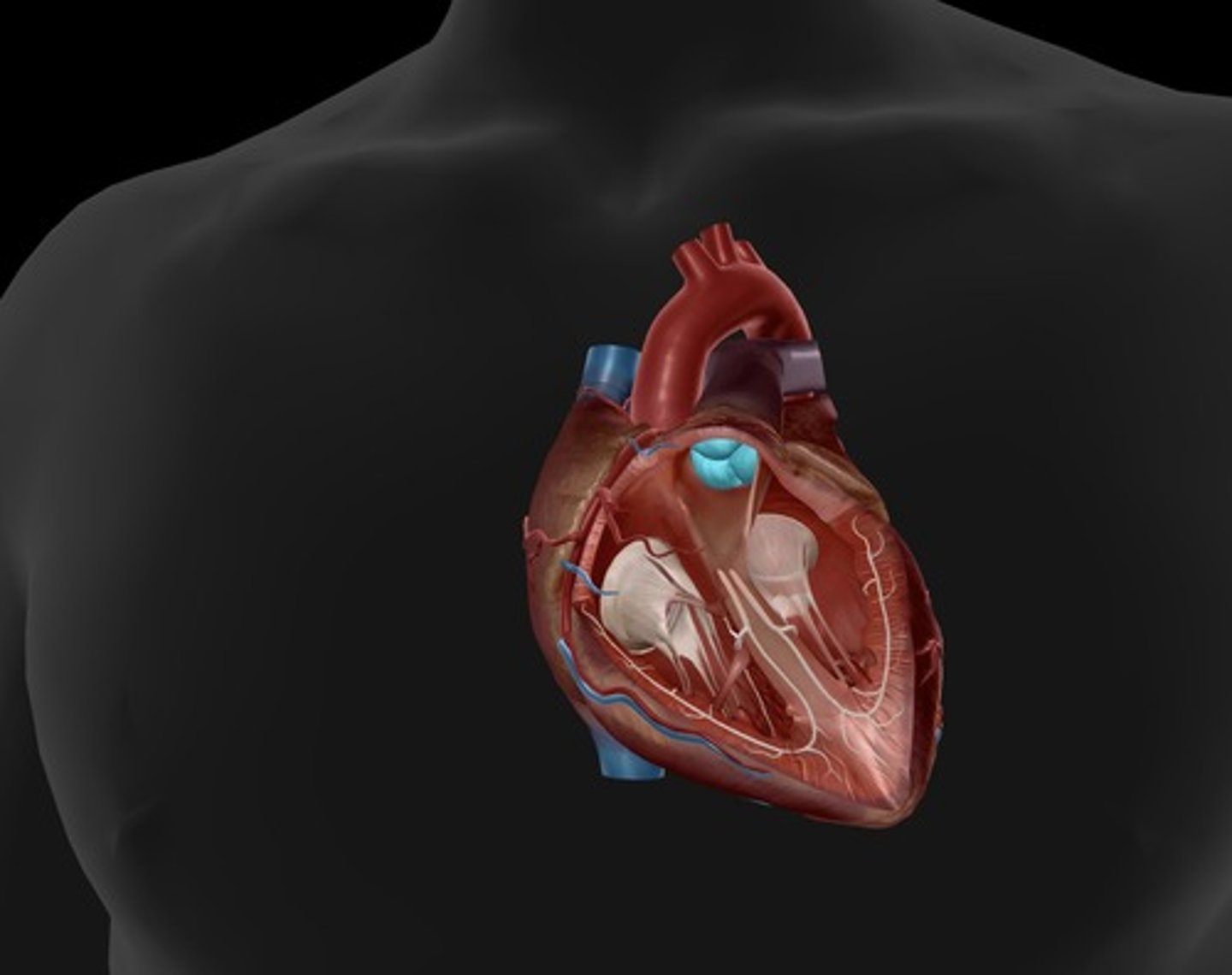 <p>heart valve opening from the right ventricle to the pulmonary artery</p>