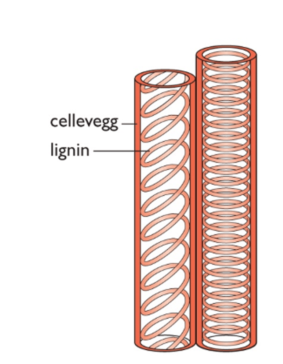<p>1. Transporterer vann + mineraler (næring) fra rota til alle deler av planten.</p><p>2. Cellene som danner vedrørene er bare levende til de er ferdig utviklet --> så dør de . Vedrørene består av døde celler stablet oppå hverandre (kortendene er åpne --> danner et gjennomgående rør). Celleveggen stives opp av lignin på innsiden + cellulose.</p><p>3. Transporten skjer kun én vei: Fra rot til topp</p>