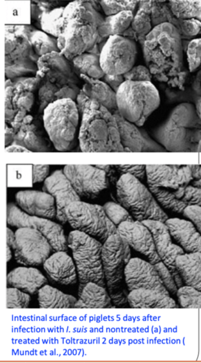 <p>Depends on the age of the pigs and infective dose:</p><p>Pathogenesis is caused by both asexual (meronts) and sexual (gamonts) stages</p>