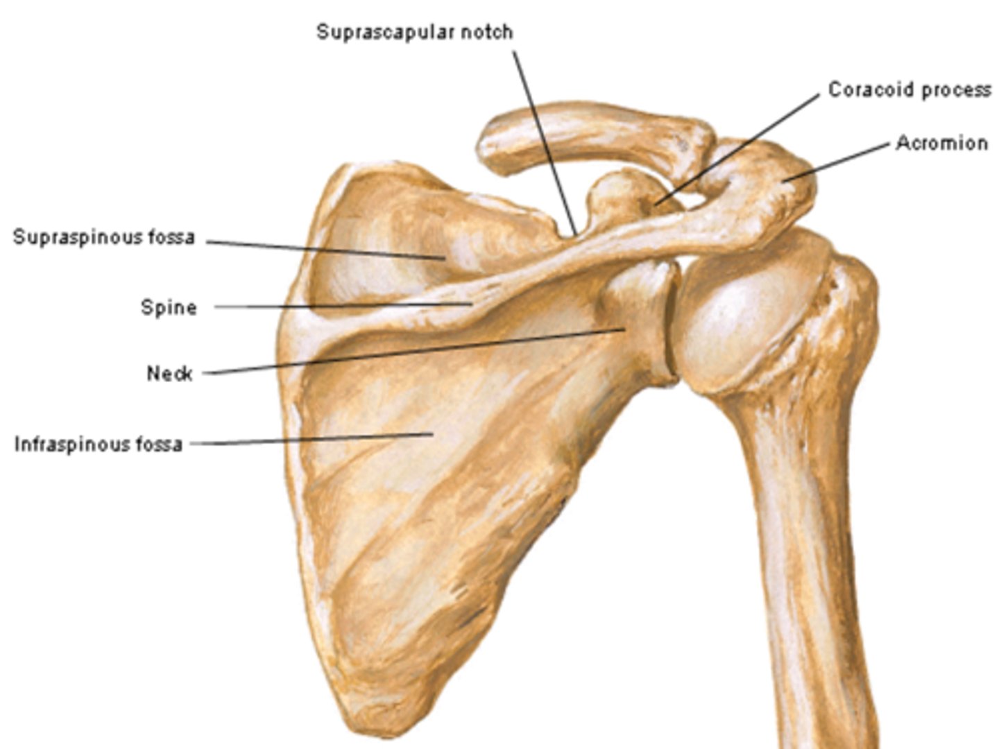 <p>above the spine of the scapula</p>