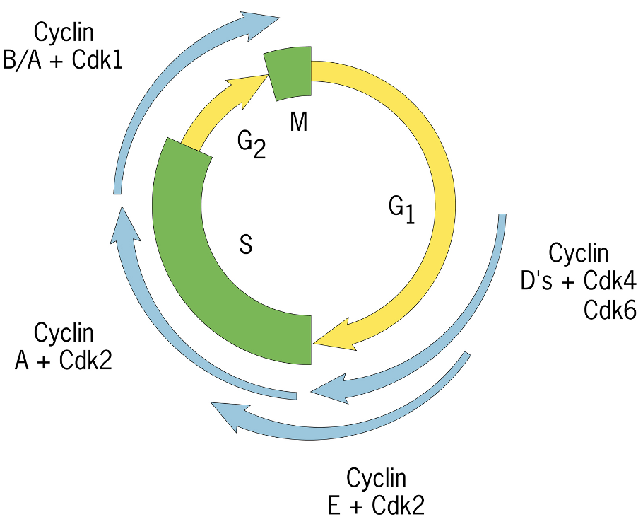 <p>Early in G1 - CycD/cdk4 becomes activated:</p><ul><li><p>phosphorylate substrates</p></li><li><p>substrate phosphorylation permits cell cycle progression</p></li></ul><p></p>