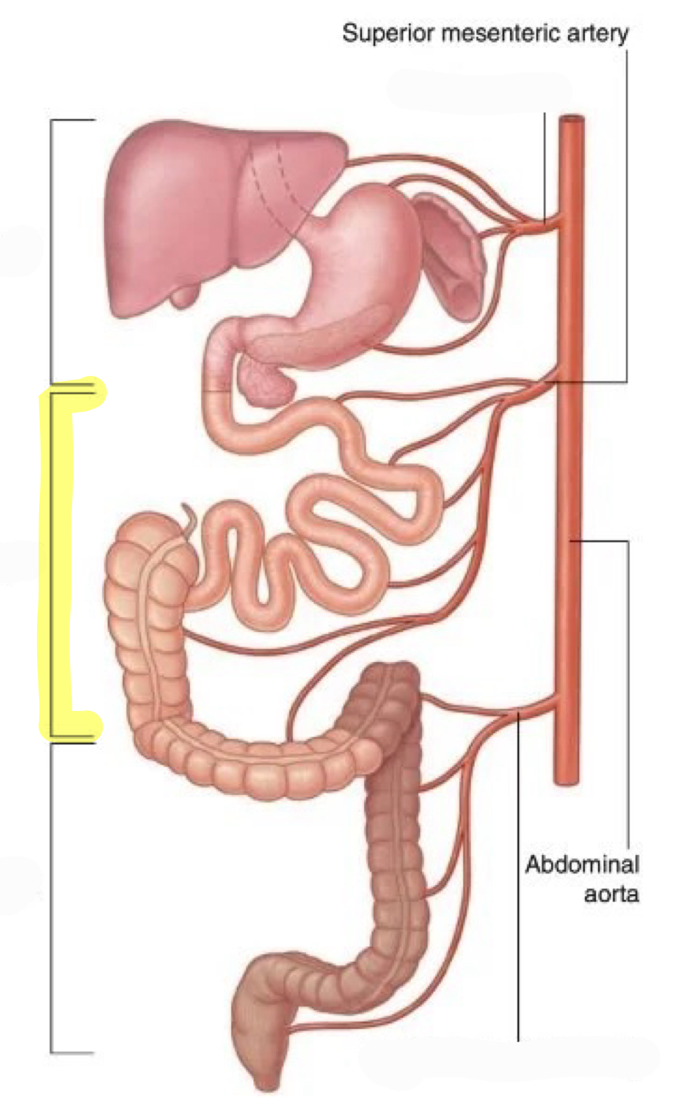 <p>superior mesenteric artery and its branches<br>(highlighted: midgut)</p>
