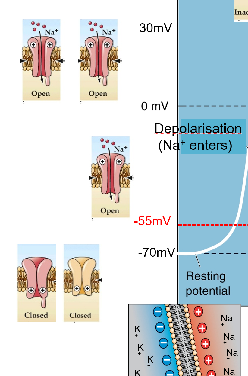 <p>They open rapidly, allowing Na⁺ to enter and further depolarise the membrane.</p><p></p>