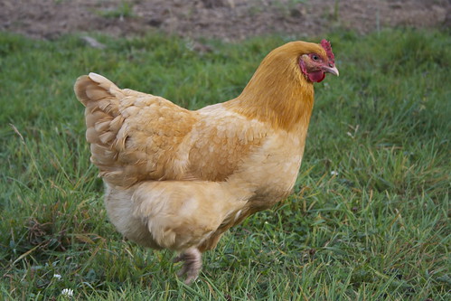 <p>das Huhn</p>