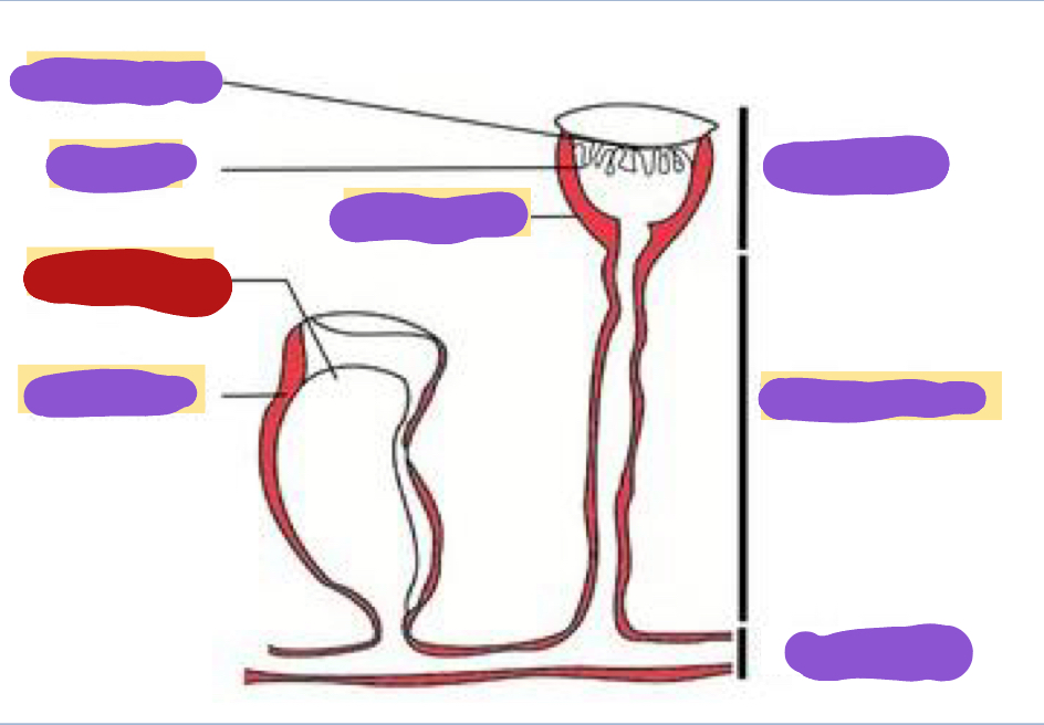 <p>Identify the red structure</p>