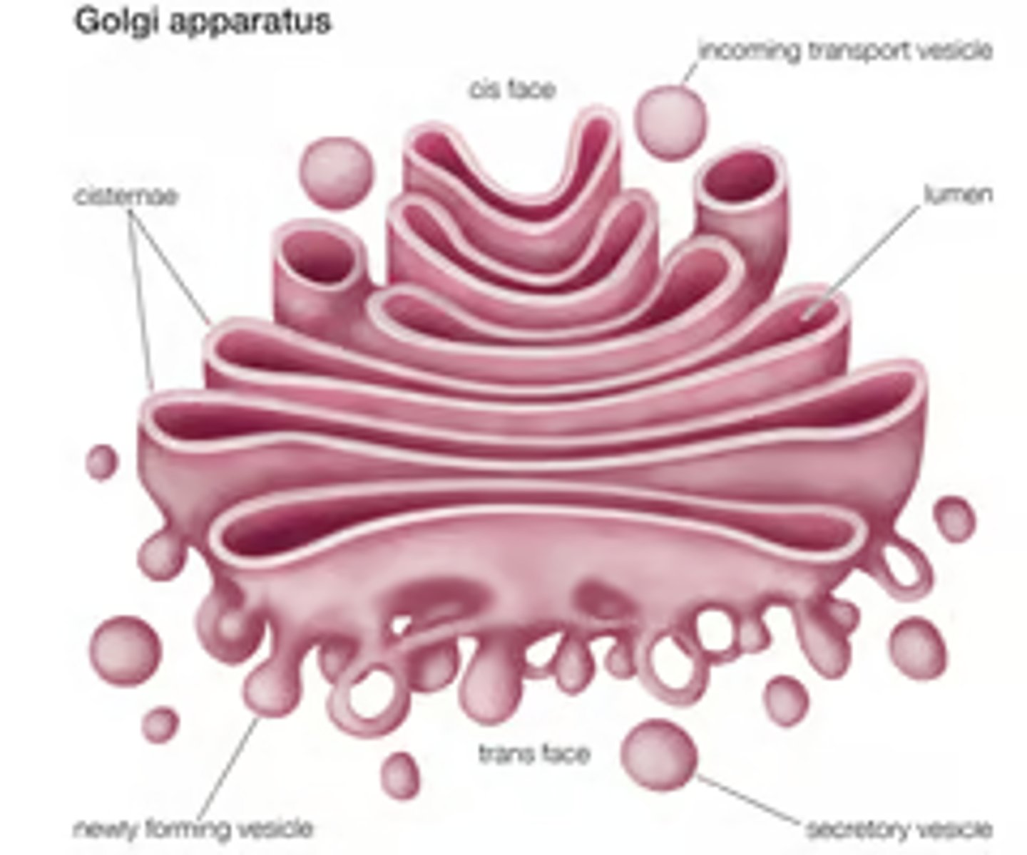 <p>Golgi kompleks on membraanidest moodustunud lamedate(плоские) tsisternide kogum, mida ümbritsevad membraaniga kaetud vesiikulid(пузыри)<br><br>Golgi kompleksis toimub sünteesitud valkude lõplik töötlemine, nende pakkimine ja transportimine piirkondadesse, kus neid on tarvis</p>