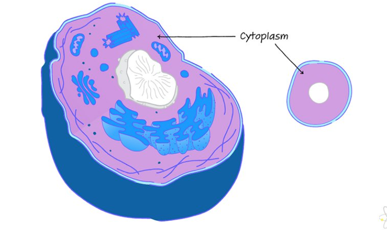 <p>Cytoplasm + cytoskeleton</p>