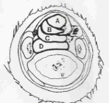 <p>¿De qué zona es este corte? y ¿cuáles son las estrucutras que se ven?</p>