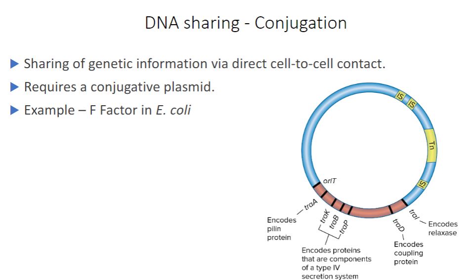 <p>-Conjugation, the transfer of DNA by direct cell-to-cell contact, depends on the presence of a conjugative plasmid. Recall from chapter 3 that plasmids are small, double- stranded DNA molecules that can exist independently of host chromosomes. They have their own replication origins, replicate autonomously, and are stably inherited. Some plasmids are episomes, plasmids that can exist either with or without being integrated into host chromosomes.</p>