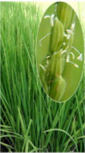 <p>type of inflorescence and the name of the plant</p>