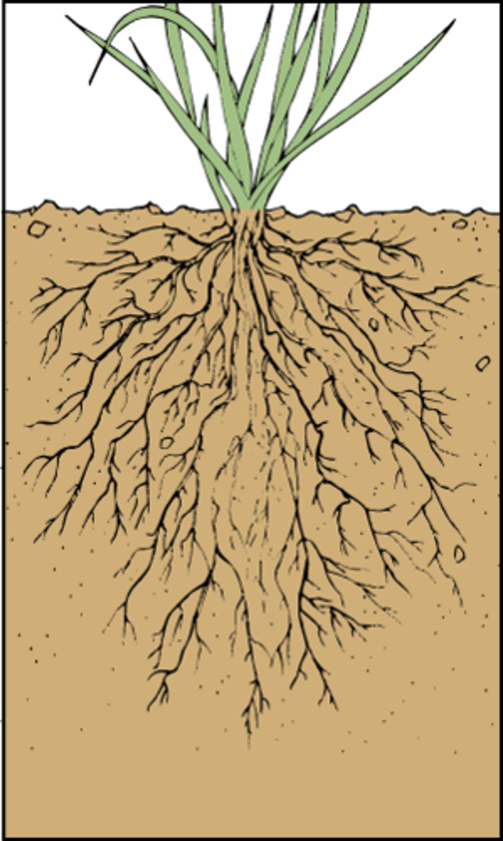 <p>Monocot or dicot?</p>