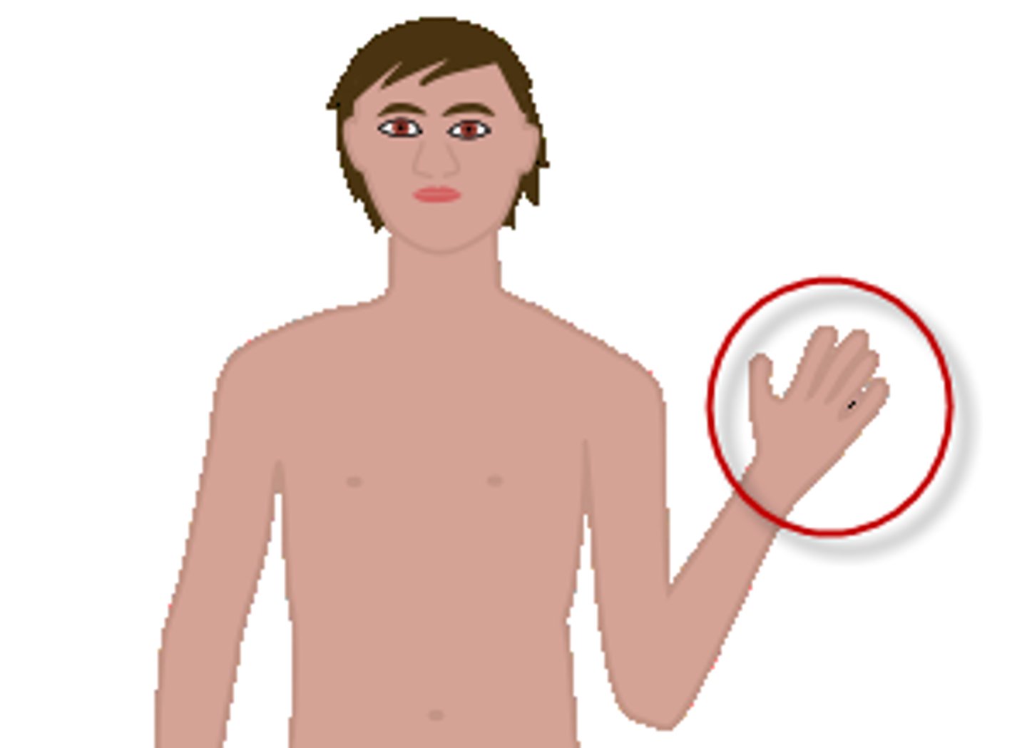 <p>the hand</p>