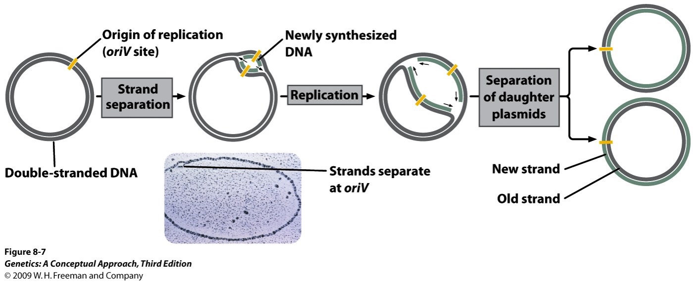 Independently, but in a fashion similar to that of the bacterial chromosome