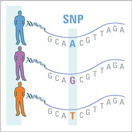 single nucleotide position in a DNA sequence