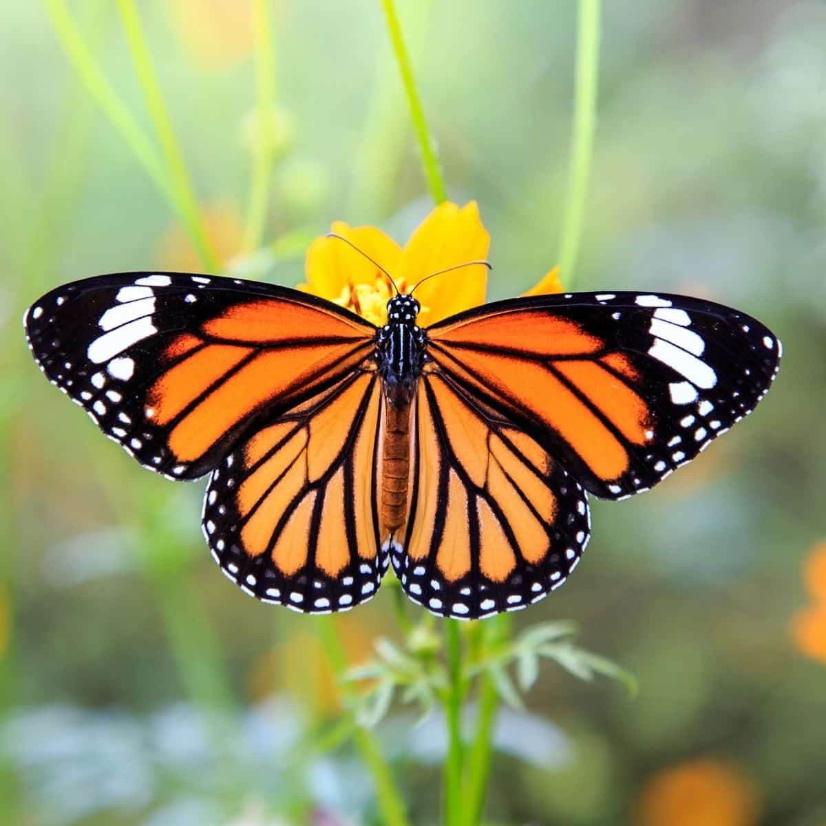 <p>Monarch butterfly</p>