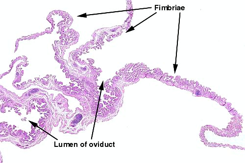 <p>Längst ut i tuba sitter fimbriae, de har liknande struktur som tuba uterina men större. </p>