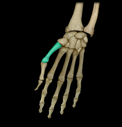 <p>thumb ( thickest and shortest of the metacarpals)</p>