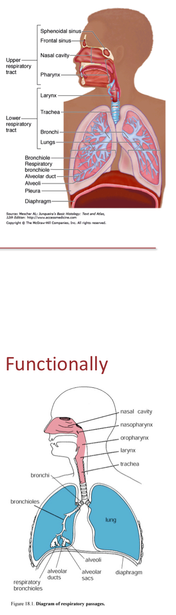 <p>Upper respiratory system (Conducting portion): </p><ul><li><p>conducts air to lungs</p></li><li><p>Covered by respiratory epithelium</p></li><li><p>Includes: Nose, phrynx, trachea, bronchi, bronchioles and terminal bronchioles</p></li></ul><p>Lower Respiratory system (Respiratory portion)</p><ul><li><p>main site of gas exchange</p></li><li><p>Covered by alveolar epithelium</p></li><li><p>Includes: Respiratory bronchioles, alveolar ducts, alveolar sacs, and alveoli. </p></li></ul><p></p>