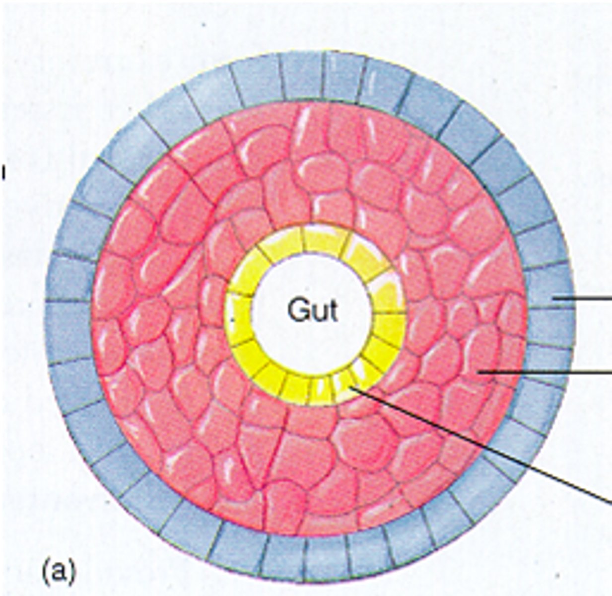 <p>an animal that lacks a coelom, or body cavity</p>