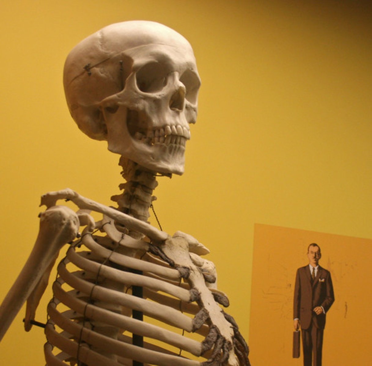 <p>1) notochord = replaced as series of bony elements (vertebrates)</p><p>2) nerve cord = dorsal/hollow w/ large brain capacity </p><p>3) pharyngeal pouches = slits lost during development EXCEPT the one that formed the Eustachian tubes (auditory; ear to throat) </p><p>4) postanal tail = post anus tail regressed to form 1 vertebra = the tailbone / coccyx </p>