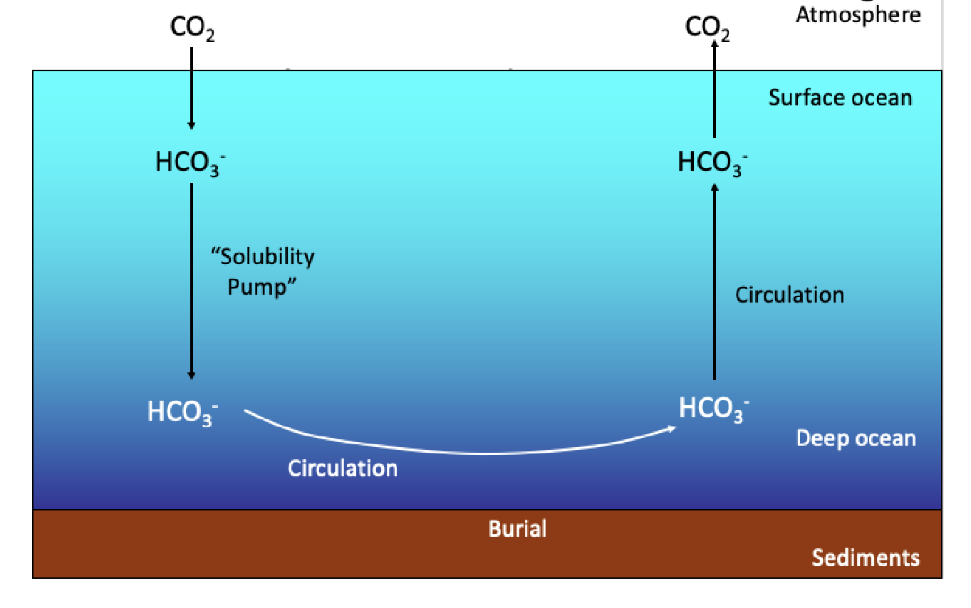 <p>Ocean takes up atomospheric CO2. CO2 reacts with water and forms a balance of several inorganic carbons </p>