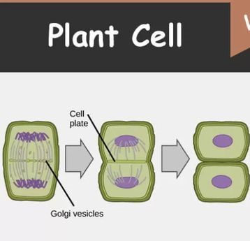 <p>a cell plate forms between the 2 divided cells </p>