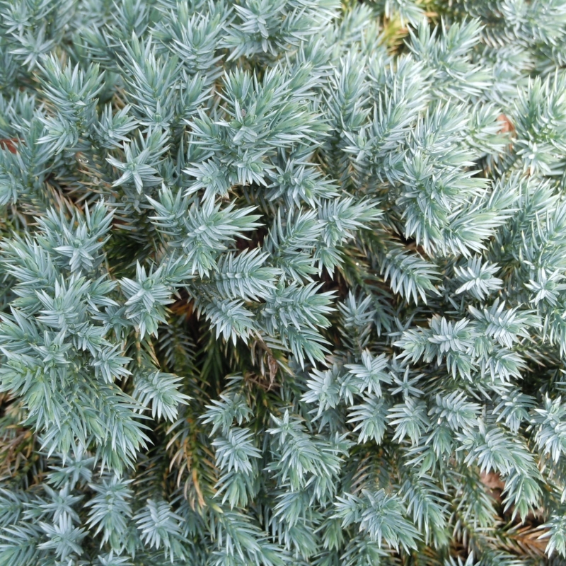 <p>Scientific name</p>