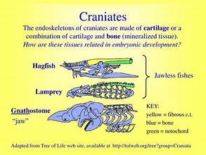 <p>Subphylum: Craniates (its classes) (Phylum Chordata)</p>