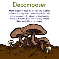 <p>Decomposers are organisms that decompose waste. They may not seem important, but they are vital to sustaining a healthy ecosystem. For example, say in a jungle ecosystem where decomposers thrive and are especially important. In an ecosystem, there are so many plants dying and growing and dying again that without decomposers, the new plants would not be able to grow due to the thick pile of waste they could not sprout from under that, and without plant producers, everything would die.</p>