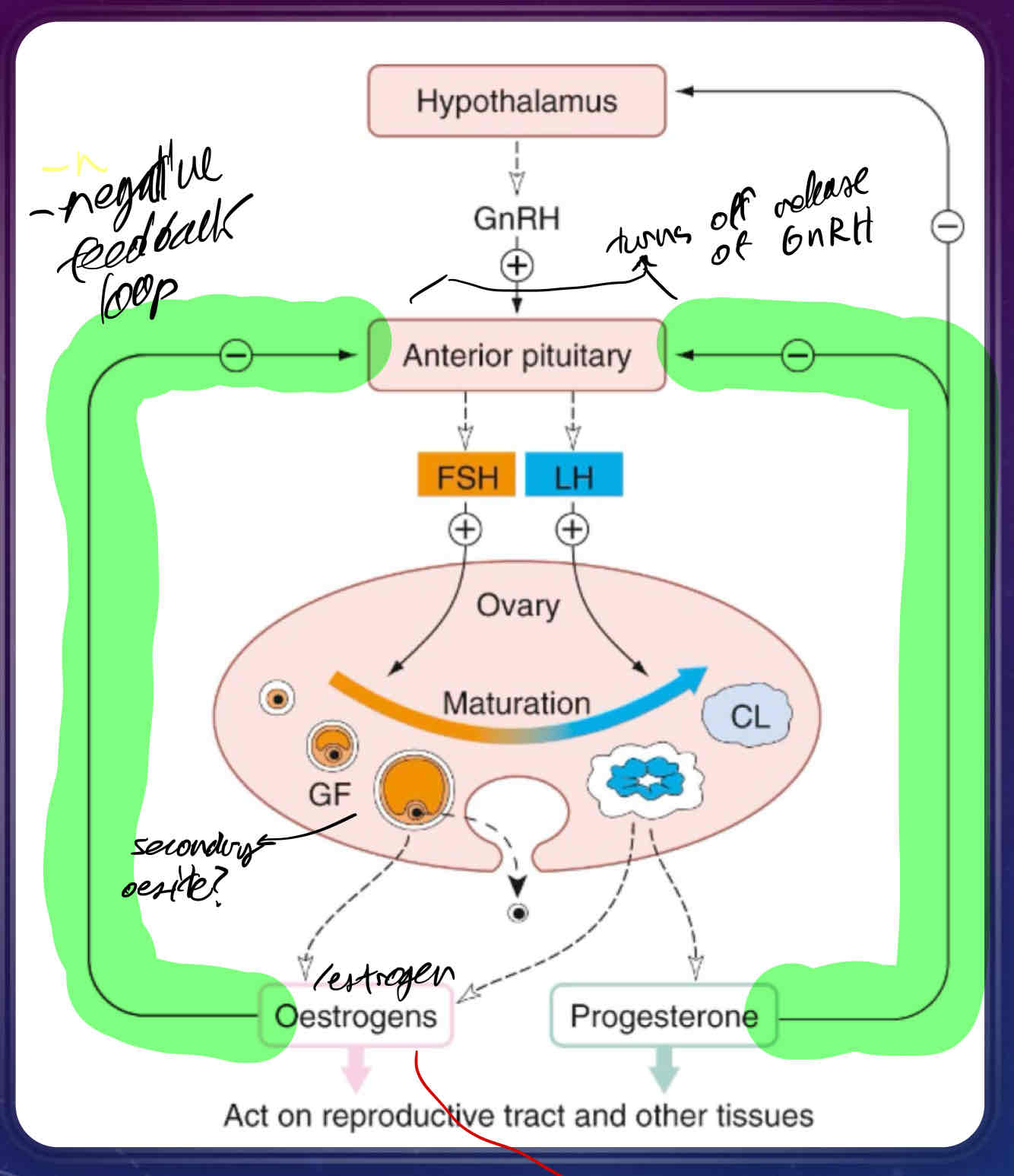 <ul><li><p>a continuation of hypothalamic control of gonadotrophs</p></li><li><p>GnRH release is pulsatile and targets GPCRs on the anterior pituitary</p></li><li><p>days 1-14 of menstruation cycle are the <strong>follicular phase</strong>, where FSH is released into the ovary</p></li><li><p>days 15-28 are the <strong>luteal phase</strong> where LH is released into the ovary</p></li><li><p>Anterior pituitary releases both FSH and LH into the ovary, producing <strong>follicles</strong></p></li><li><p>follicles rupture at cortex of ovary, releasing an <strong>ovum</strong></p></li><li><p>remainder of follicle degenerates, producing <strong>corpus luteum</strong></p><ul><li><p>produces progesterone, which is involved in maintenance of the endometrium and negative feedback of anterior pituitary AND hypothalamus</p></li></ul></li><li><p>if LH produced is greater than FSH produced, follicle will produce <strong>estrogen</strong></p></li><li><p>if FSH produced is greater than LH, corpus luteum will produces progesterone</p></li></ul>