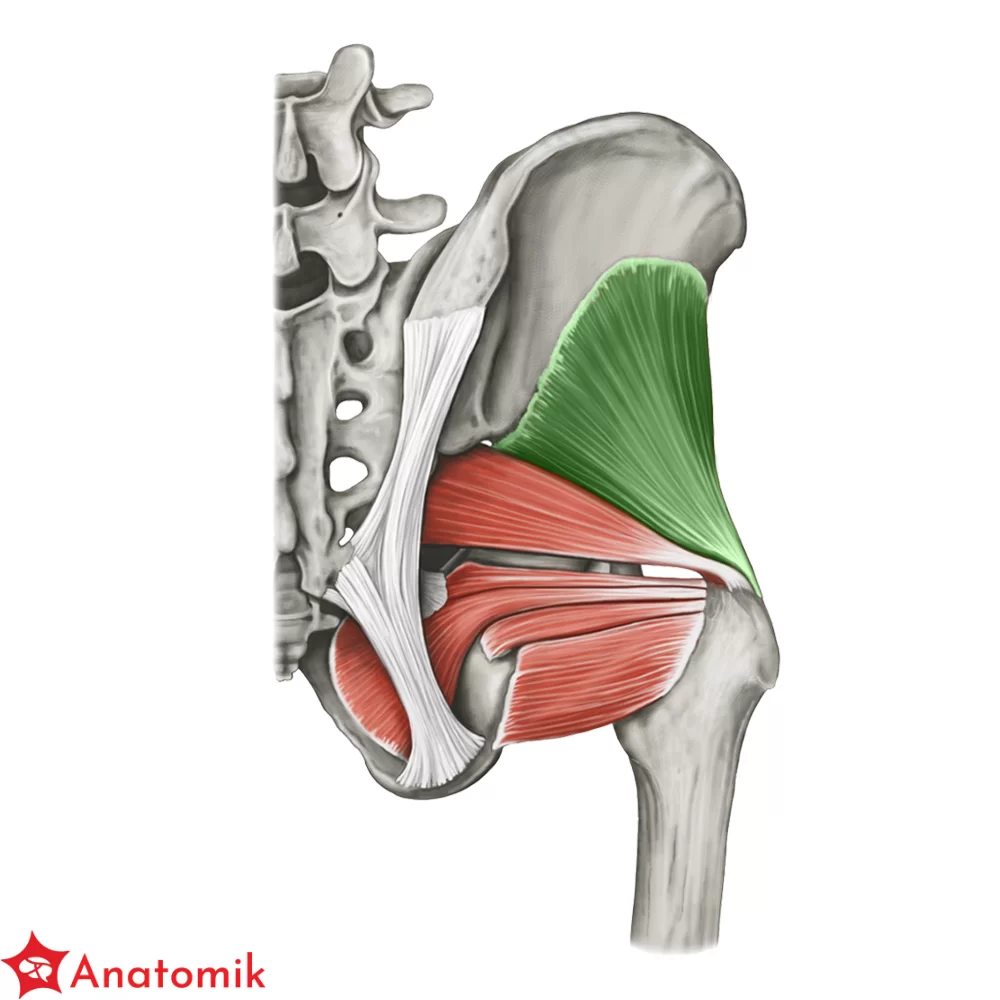 <p>POSLADKOWY SREDNI I MAŁY- GLUTEUS MEDIUS MINIMUS 5</p>