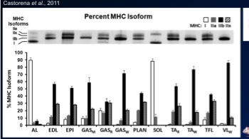 \-remember rodents have 4 types of fibres characteristics 

\-in rodent studies, you can see the spread in a lot more tissues bc they are sacrificed, then you can figure out fibre type % 

\-in this, you need to use an antibody that binds to the same sequence of all the dif myosin ATPAses, so its consistent and binds to all 

\-then seperate proteins based on weight 

\-smallest weight is type 1 fibre

\-can also see how postural muscle like soleus has more type 1 (just an example)

\-in rodent you can also only take a biopsy froma certain section of the muscle where mostly 1 fibre type is, or you can take it mixed where it has all types 
