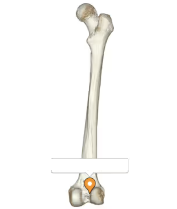 <p>notch in between the lateral and medial condyles</p>
