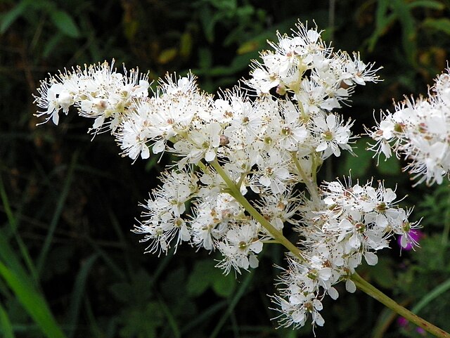 <p>rosacées</p>