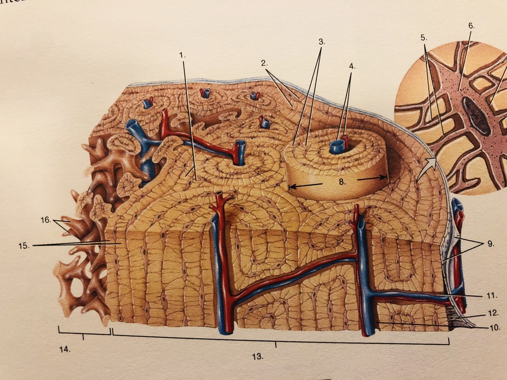 <p>11</p><p>Provides blood supply between osteons</p>