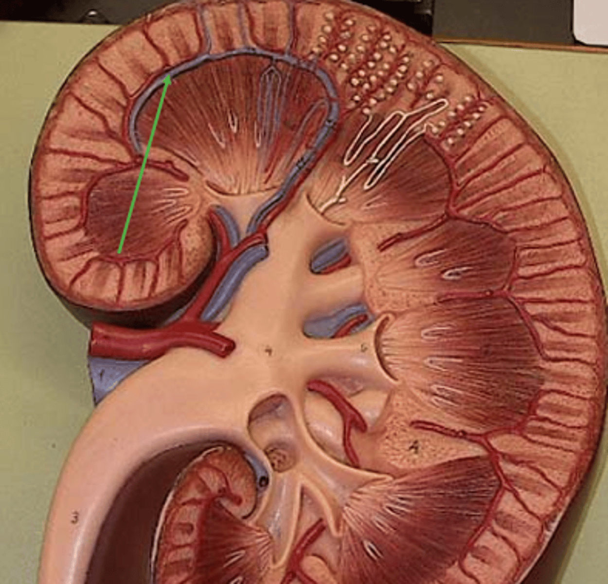 <p>Identify this urinary system structure.</p>