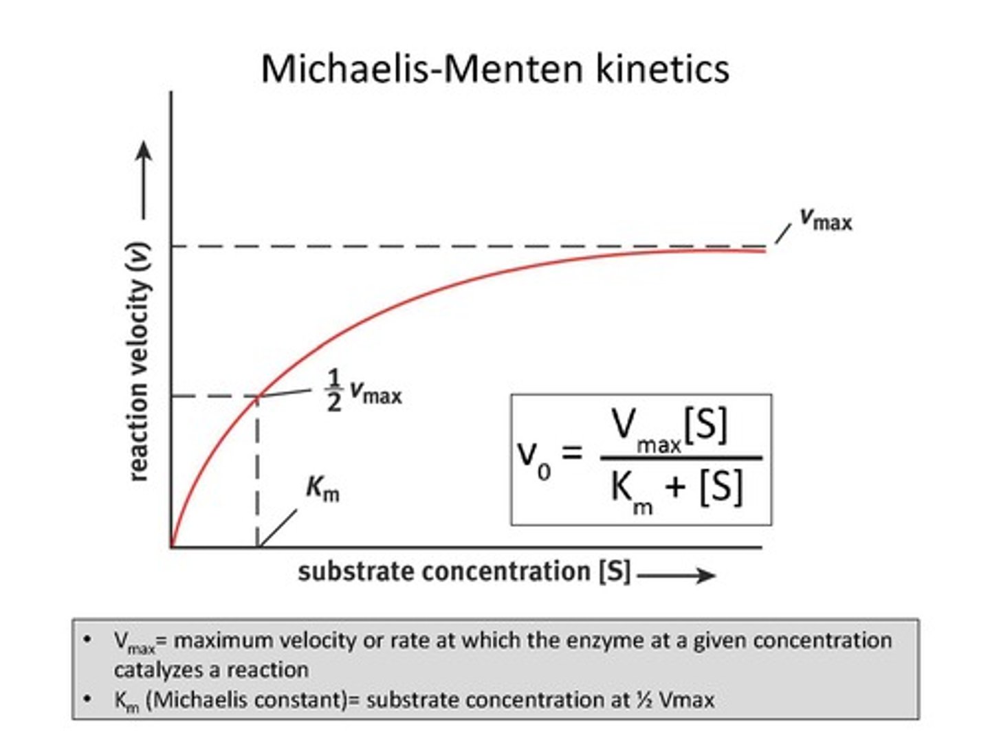 <p>The substrate concentration at which the reaction rate is half of Vmax, indicating the binding affinity of the enzyme.</p>