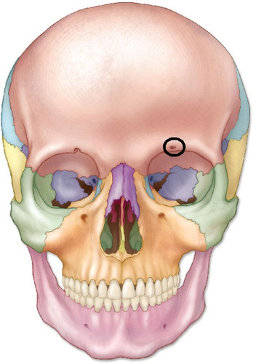 <p>Indentify. Transmits supraorbital nerve and blood vessels.</p>