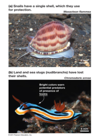 <p>snails, clams, octopuses - complex organs and mantle, coelom present but reduced, filter feeders with complete digestive tracts, open circulatory system with a few large vessels</p>