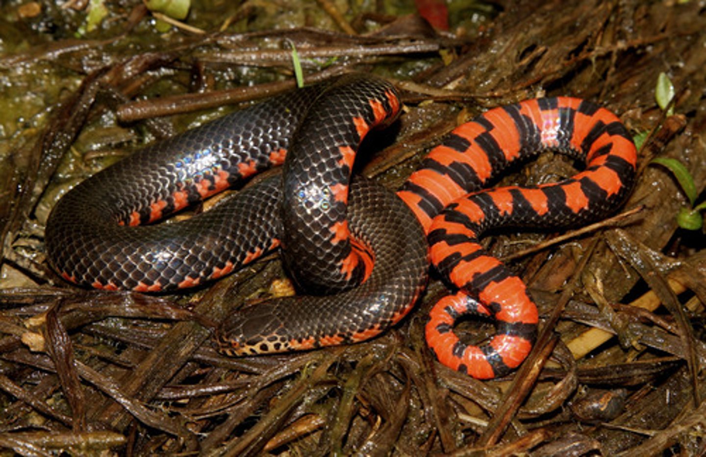 <p>Mud snake</p>