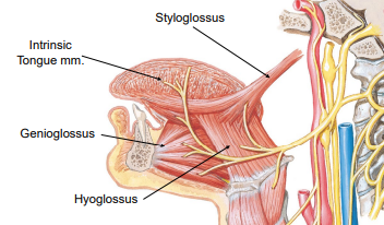 <p>XII. Hypoglossal nerve:</p>