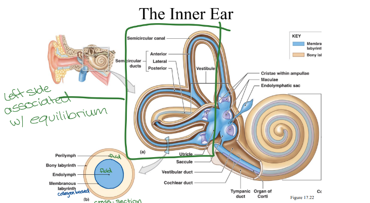 <ul><li><p><strong>Bony labrynth</strong> (bony outer surface)</p></li><li><p>Contains <strong>perilymph</strong>, which is a fluid deep to the bony labryinth </p></li><li><p><strong>Membranous labrynth</strong></p></li><li><p>Contains <strong>endolymph</strong>, inner fluid </p></li></ul><p></p>