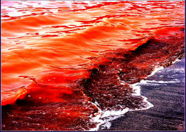 <p>Two flagella, mixotrophic, red tides</p>