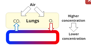 External Respiration