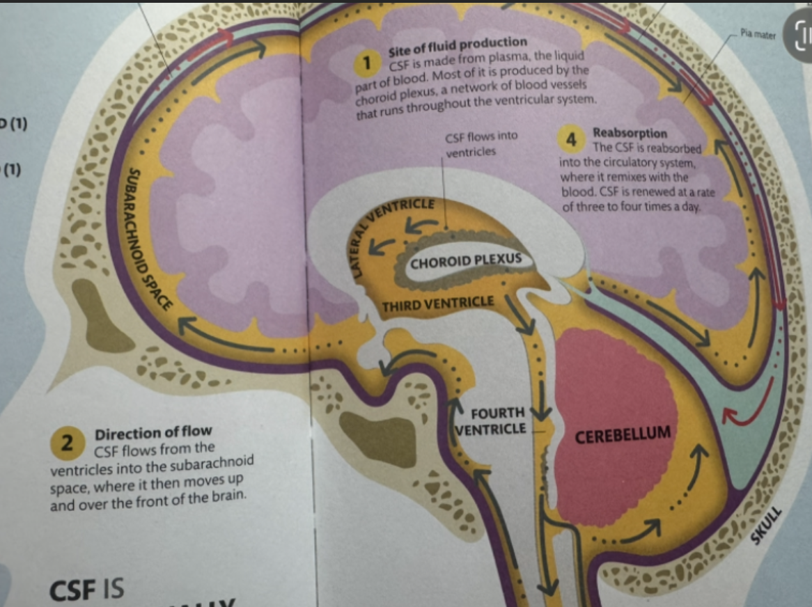 <p>Which brainstem area forms most CSF and communicates with cerebral aqueduct and spinal canal?</p>